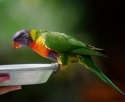 Papagalul - Un animal de companie pentru tine:
