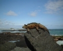 Insulele Galapagos - Top destinatii de vizitat in 2009
